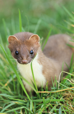 New Zealand says millions of mammals must die, but no one’s sure how to