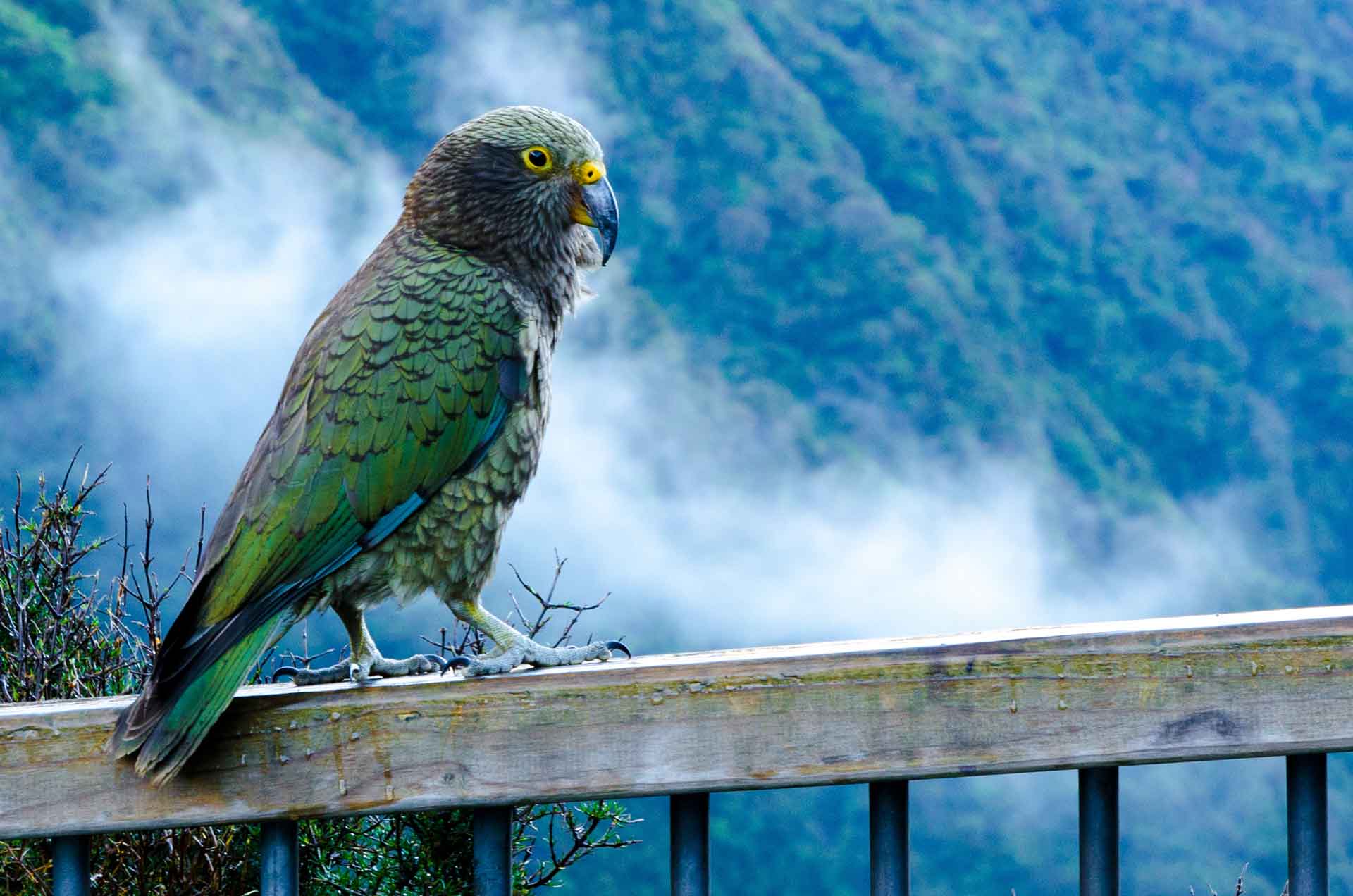 New Zealand says millions of mammals must die, but no one’s sure how to