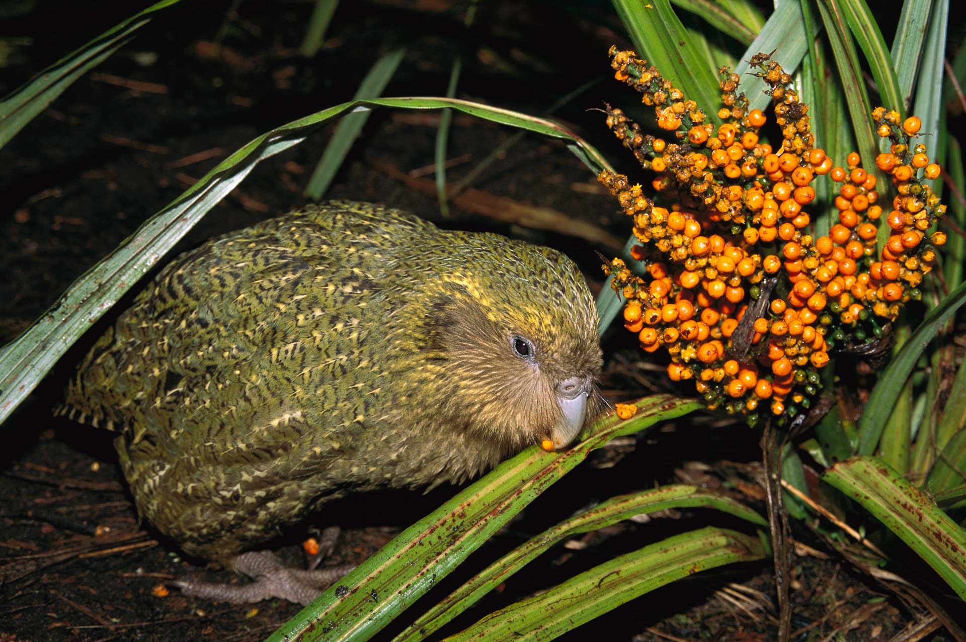 New Zealand says millions of mammals must die, but no one’s sure how to