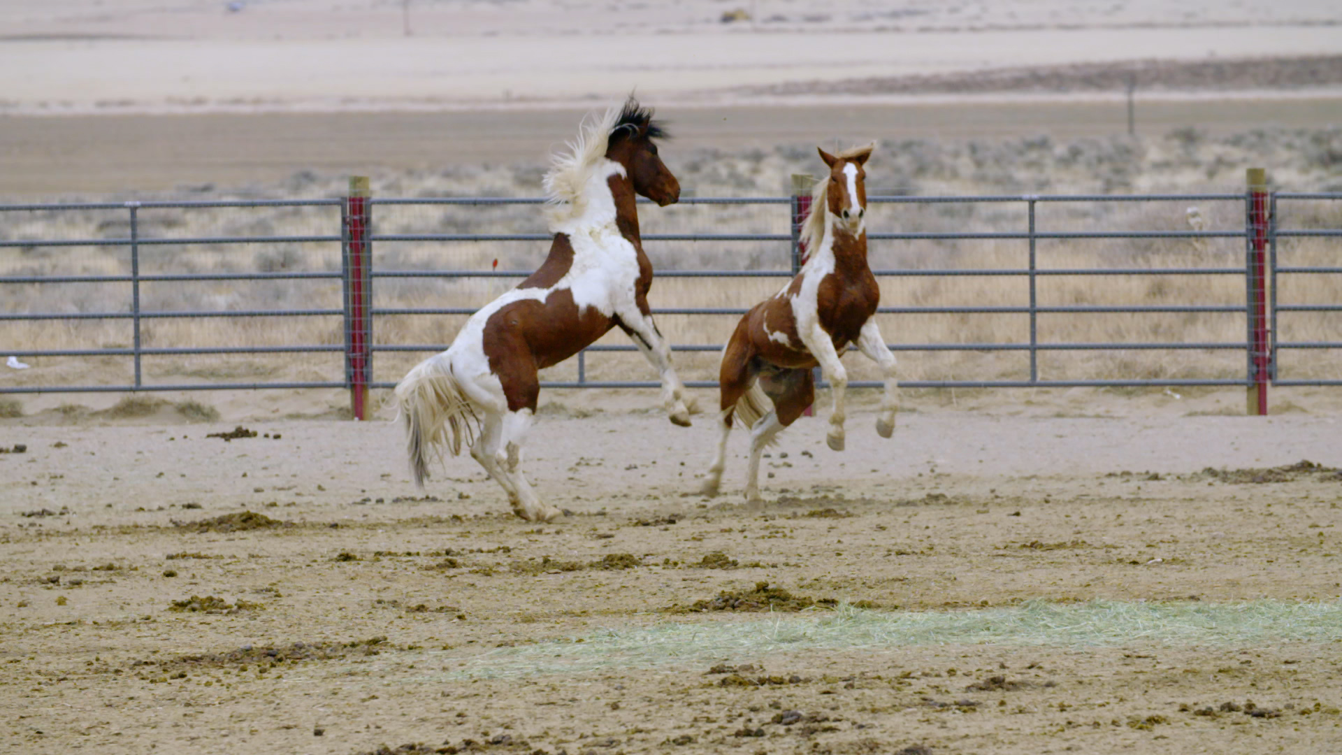 Hunted horses are shot Hunted horses are shot