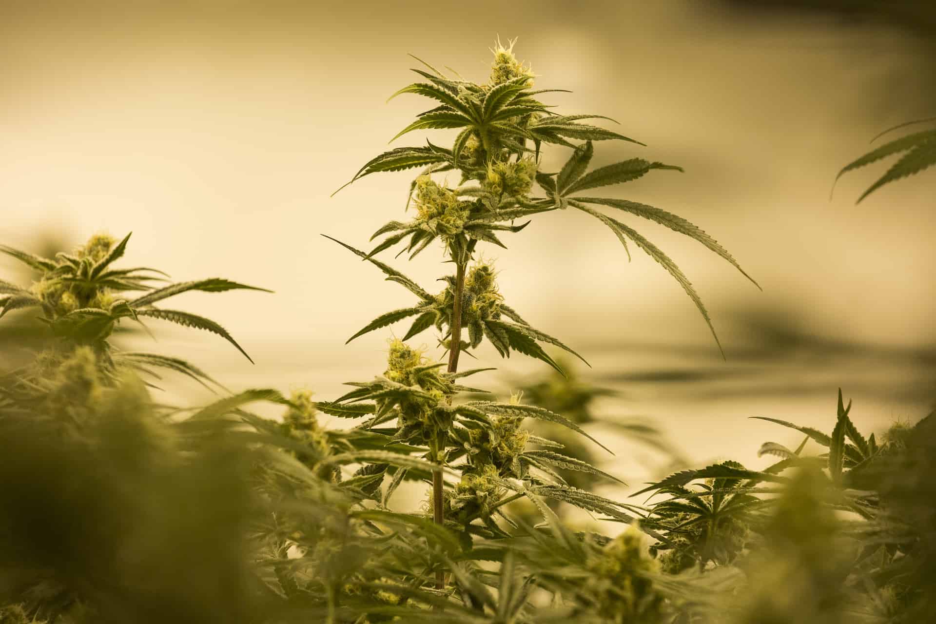 Image result for DEA says fentanyl companyâs synthetic marijuana is less dangerous than real weed